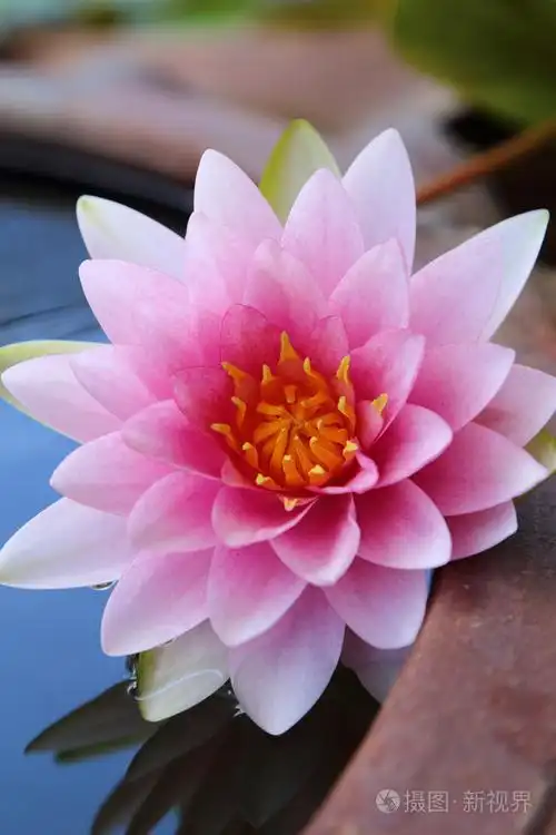 美丽的粉红色莲花