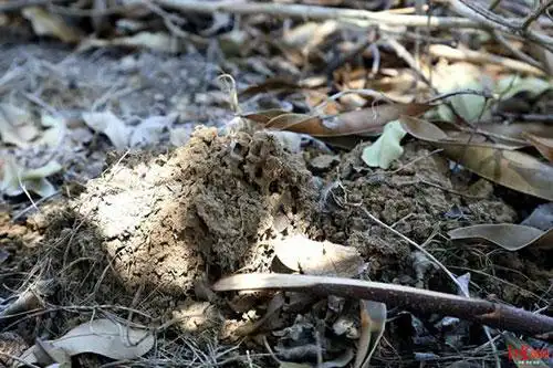 美洲红火蚁入侵!