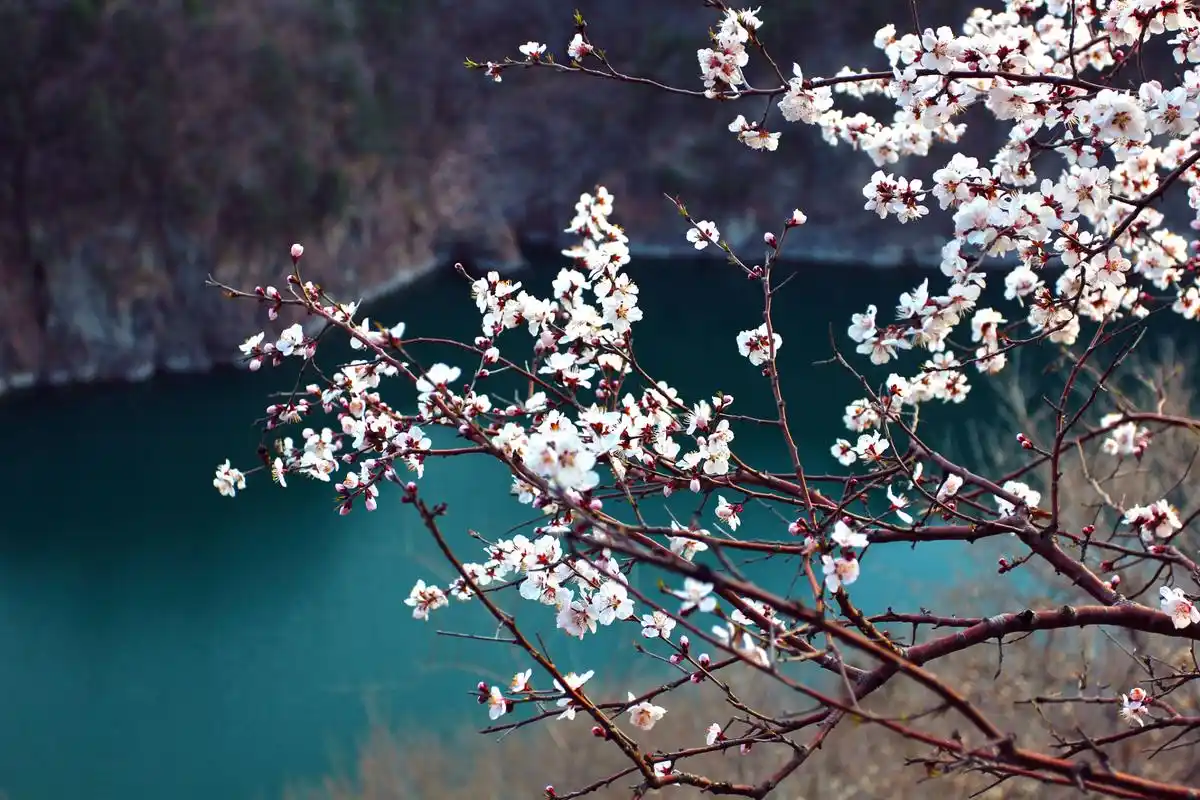春天河流或湖泊上倒映着梨花美景的诗意表达,寓意纯洁,高雅和生命活力