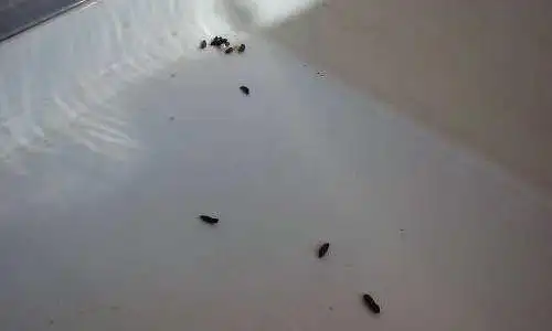 老鼠屎粪便什么样子