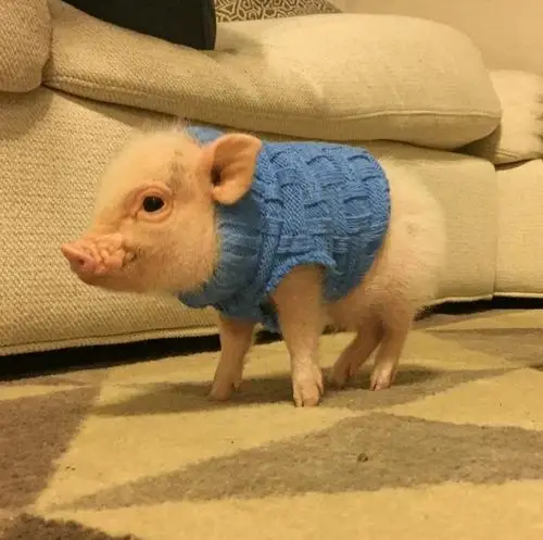 小猪猪hank朋友圈走红,还真有当网红的气质"萌翻"