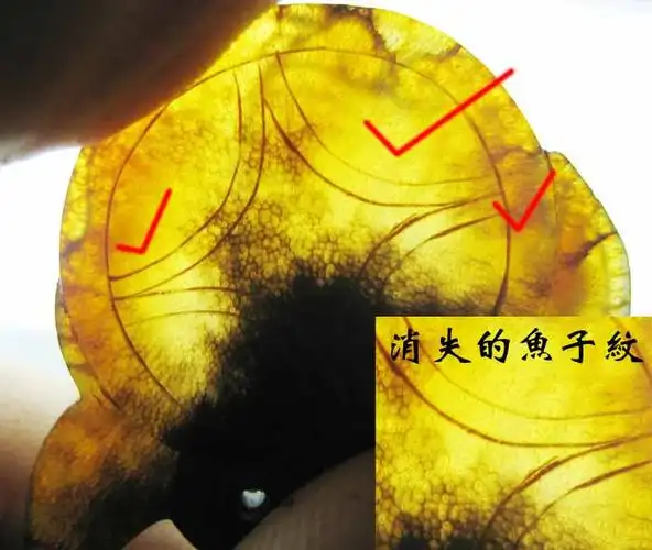 犀牛角鉴别(图2)