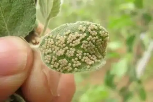 一招搞定红蜘蛛,持效期可达3个月,初夏防治正当时