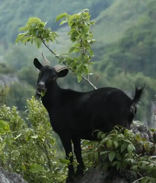 出售老寨本地黑山羊