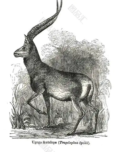 黑白手绘藏羚羊