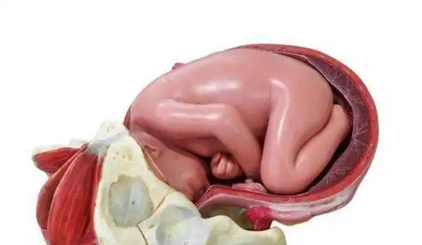 胎儿打嗝的时候,孕妈可能有一种感觉,还挺神奇