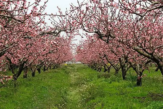桃花前景图片_桃花前景图片大全_桃花前景图片下载