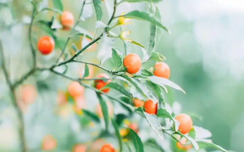 夏季小清新高清电脑桌面壁纸图片