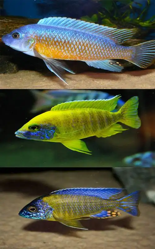 三湖慈鲷活体热带观赏鱼马鲷岩栖布隆迪六间热带观赏鱼淡水宠物鱼 4