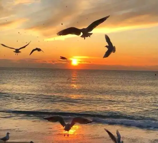 如果海鸥不眷恋大海的话可以飞的更高