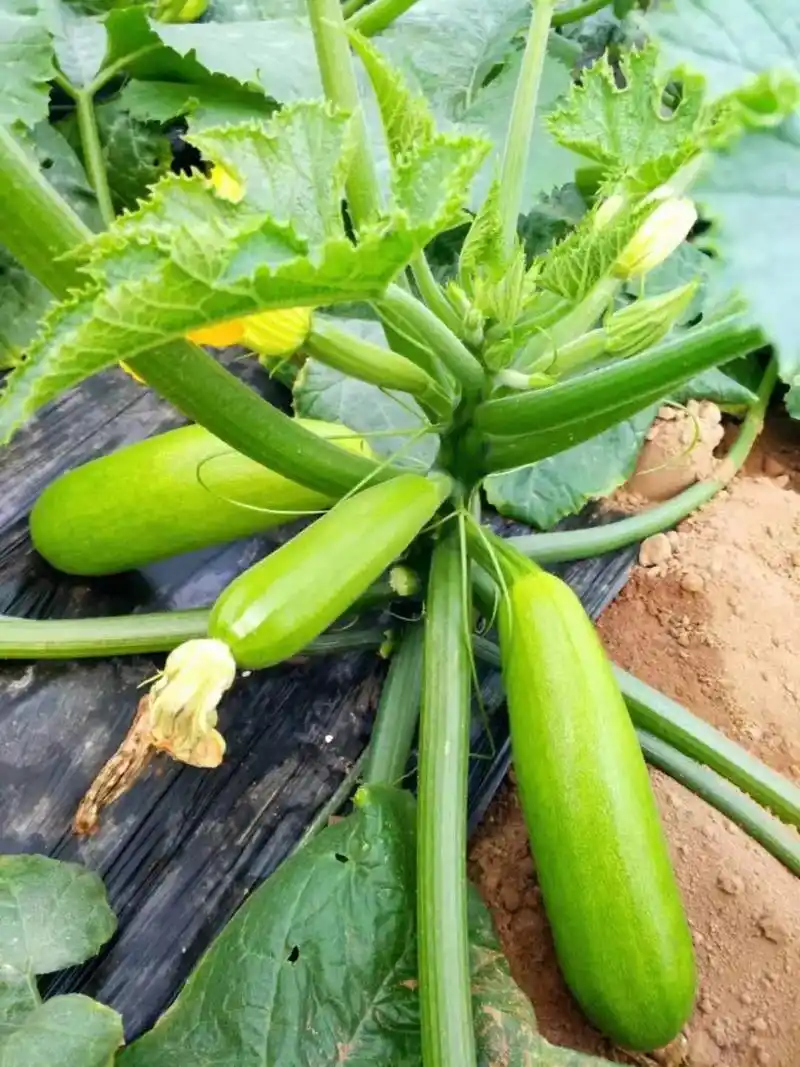 西葫芦种植技术.适合早春种植的油绿条西葫芦,耐低温弱光,低温 - 抖音