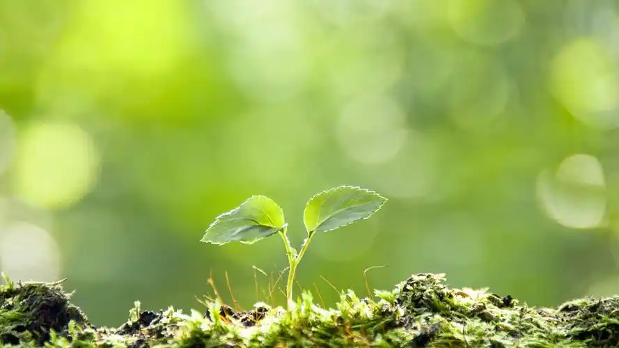 小清新绿色嫩芽植物图片桌面壁纸高清大图预览1920x1080_植物壁纸下载