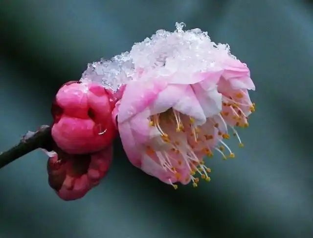 梅花欢喜漫天雪