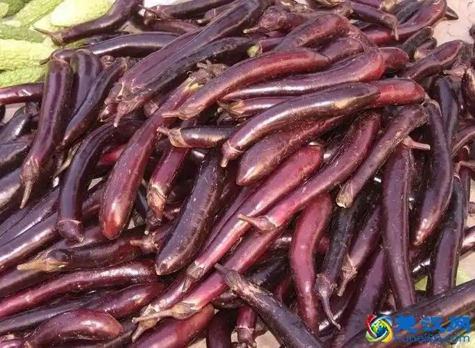 在当地已经是家喻户晓,人尽皆知的蔬菜品种了,而如今,长条茄子也成为