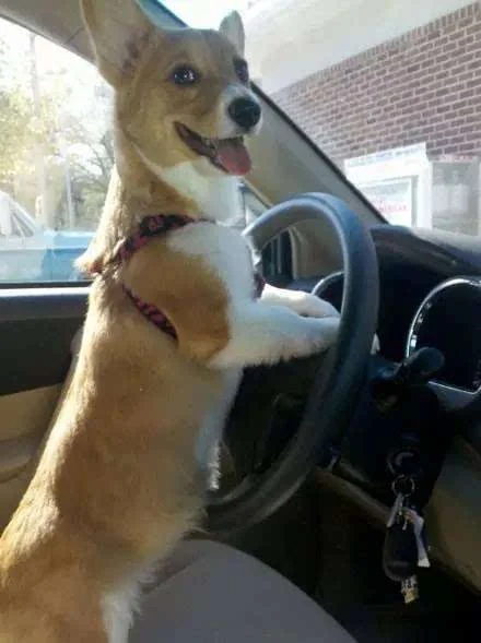 当柯基犬学开车的时候,我已经先笑喷了!