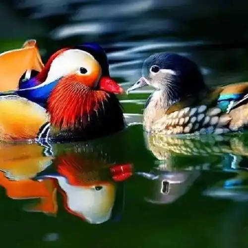 新鸳鸯蝴蝶梦 诗人的旅途——《我们的歌》(翻自 费玉清&阿云嘎)(翻自