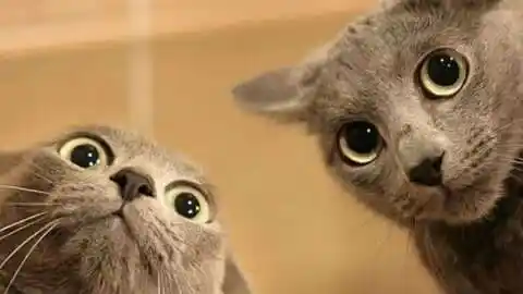 两只猫咪头戴帽子大眼瞪小眼