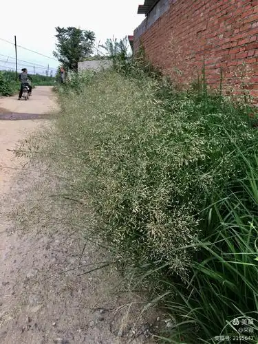 2017-07-29回乡观草记