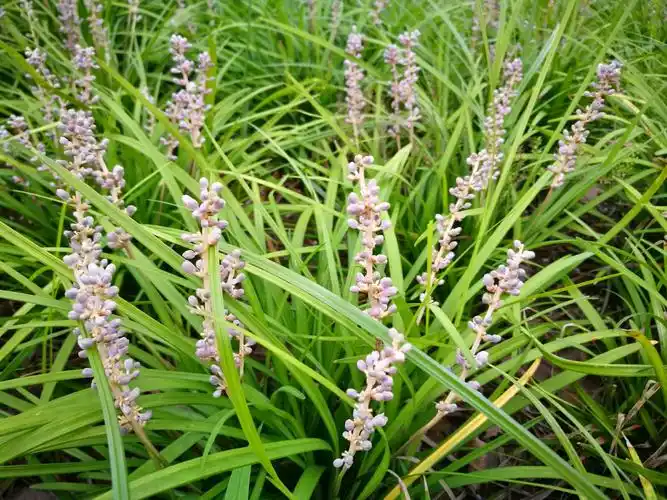 幽幽山麦冬,串串淡紫花