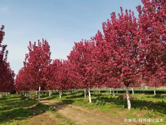 北美海棠哪个品种好,最新北美海棠价格表