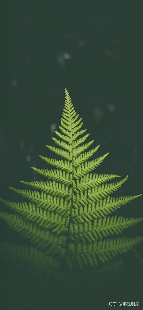 有什么保护眼睛的手机壁纸,求推荐? - 知乎