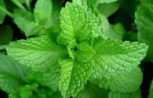 薄荷的品种很多,常见的有皱叶留兰香,土薄荷,普列薄荷,糖果薄荷
