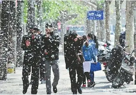 漫天杨絮如何治理?这个知识点很有用