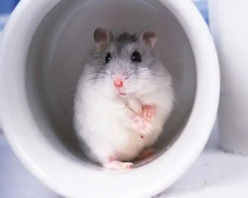 可爱的小仓鼠高清桌面壁纸下载