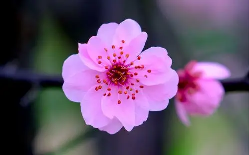 面对盛开的梅花 试试这几个拍摄想法 让你轻松拍出梅花的意境美感