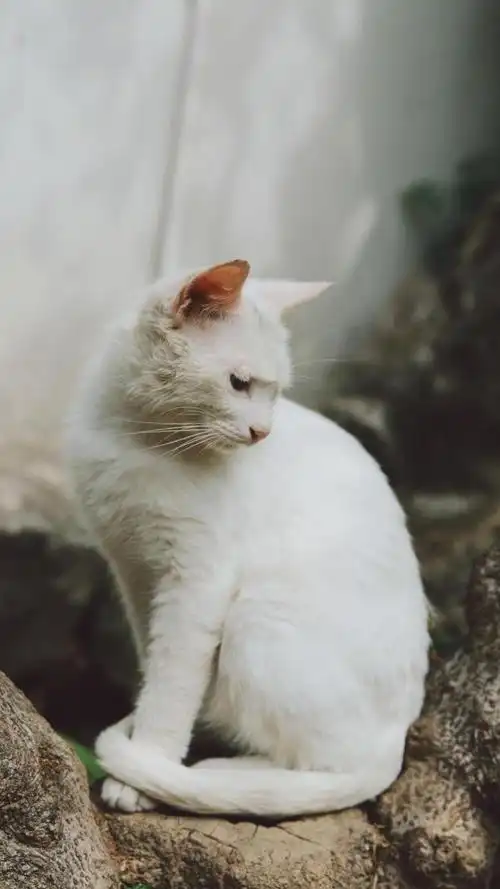 超可爱白色猫咪 (1/3)