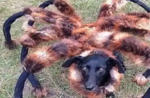 路人见到变异蜘蛛吓得一路狂奔知道真相后众人都很无语