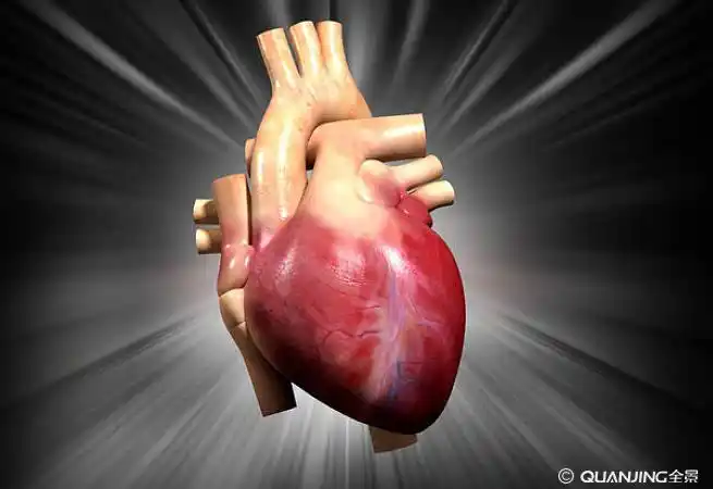 心脏