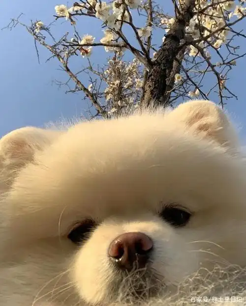 宠物狗 可爱的博美 博美犬3