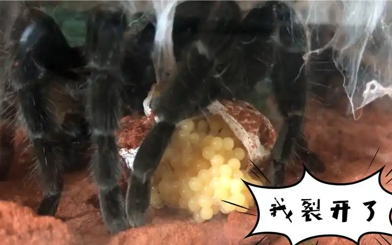 活动作品蜘蛛生蛋包卵失职的母亲