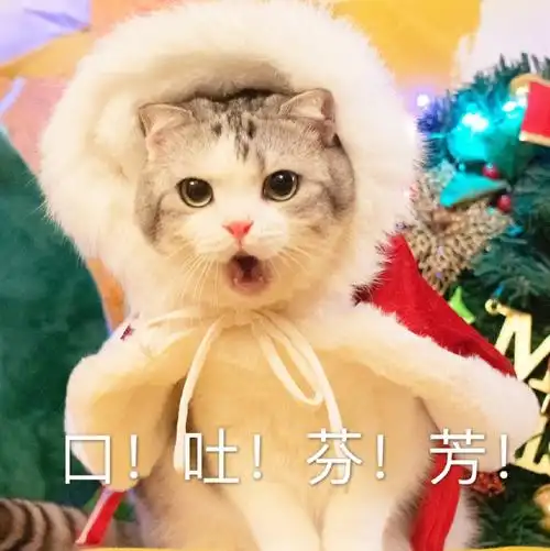 萌宠喵星人口吐芬芳骂人呆萌可爱gif动图_动态图_表情包下载_soogif