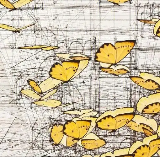 rafaelaraujo蝴蝶黄金比例手绘