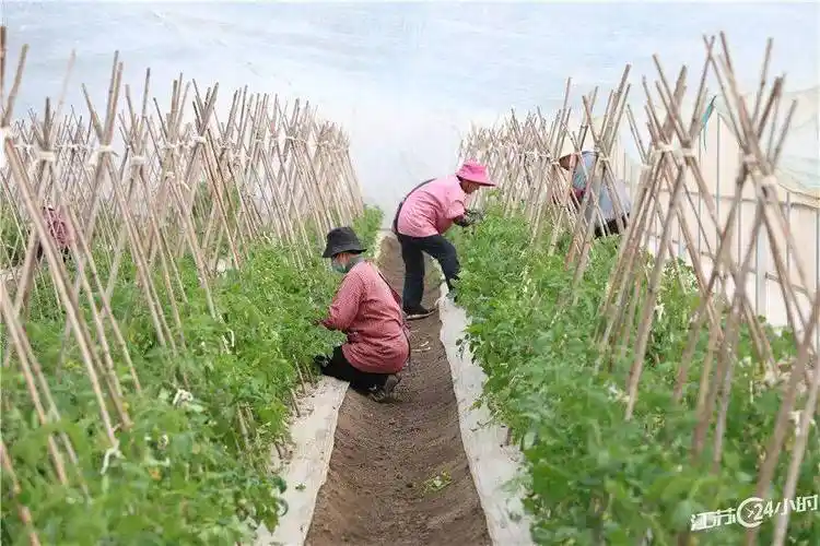 江苏24小时|南京:龙潭长江大桥主桥即将合龙_摄影_上线_种植