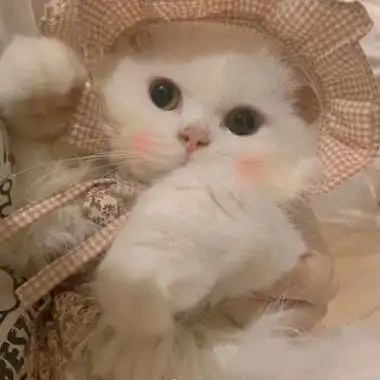 可爱的猫咪头像_女生头像_我要个性网