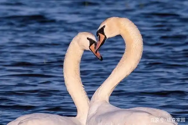 可爱的动物们也喜欢秀恩爱,它们可能会来一个深情拥吻,亲密程度丝毫不