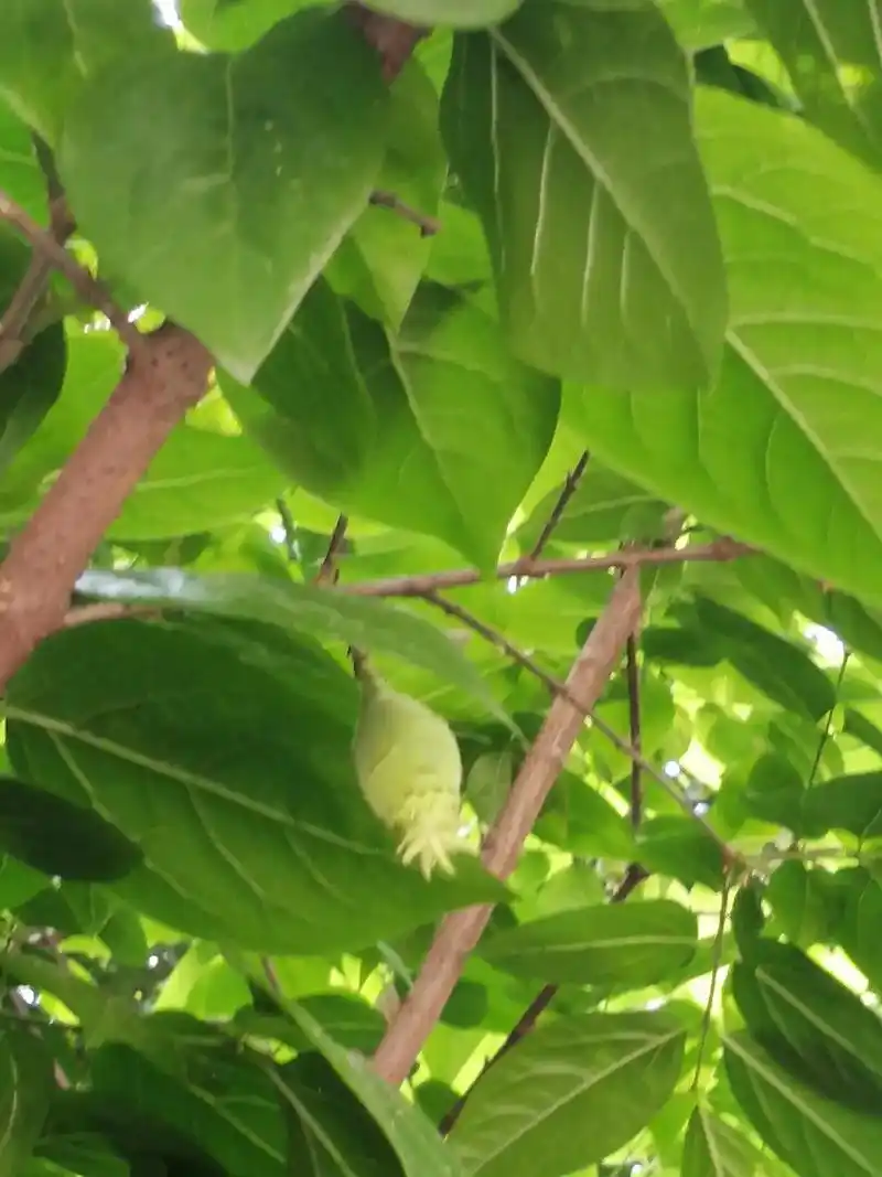 腊梅花结果了  第一次见到腊梅花结的果实.听说看到腊梅花结果 - 抖音