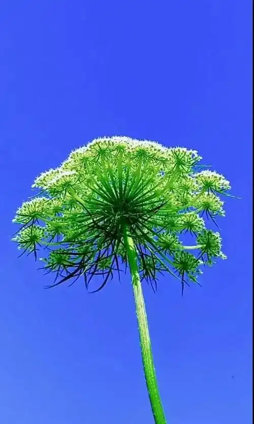 绿色壁纸保护视力,有绿色护眼系列的手机壁纸吗(绿色护眼壁纸美图)