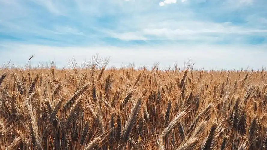 麦穗丰收的美景-风景壁纸 - 壁纸家