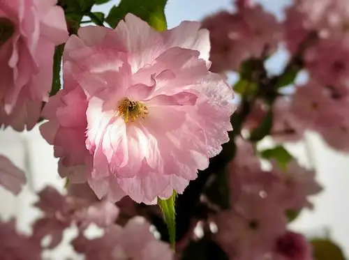 阳春三月,春暖花开,明媚的阳光,花团锦簇,樱花朵朵