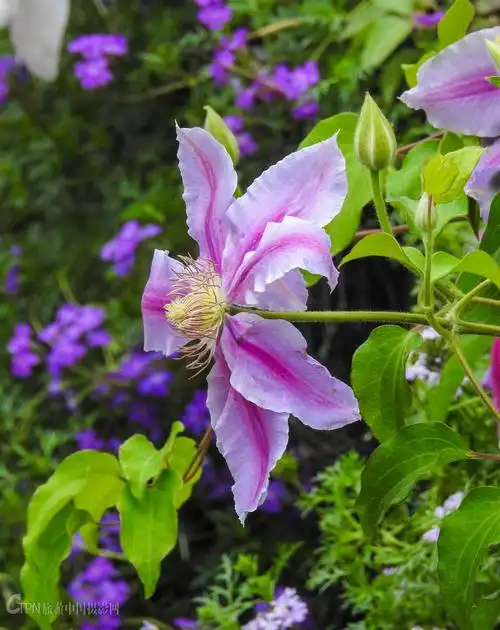万花丛中紫色妖姬