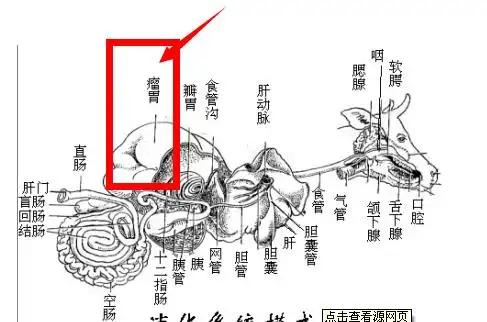 肉牛瘤胃在那个位置 谁给发个牛腹腔构造图啊