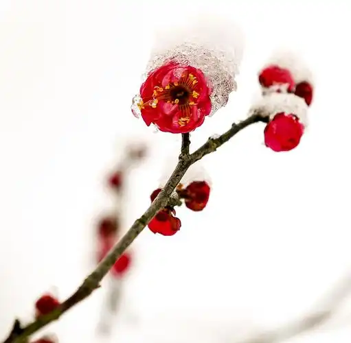 红梅傲雪