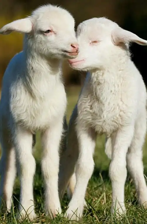 两头小羊把头相依在一起,可爰到无法自拔