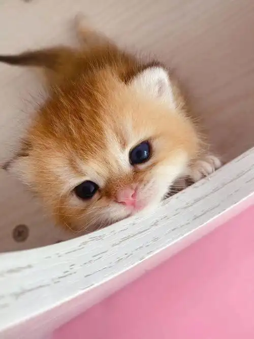 超可爱的小萌猫!