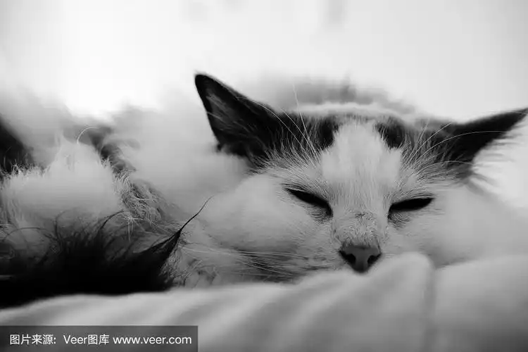 猫,黑白图片,注视镜头,可爱的,动物主题