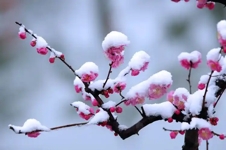 梅花香自苦寒来